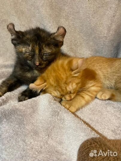 Американский керл котята