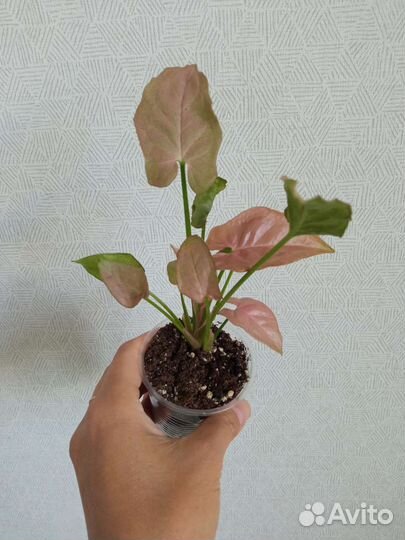 Сингониумы разные сорта