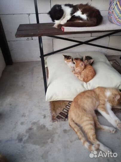 Котята