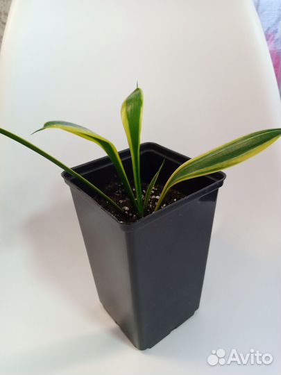 Сансевиерия