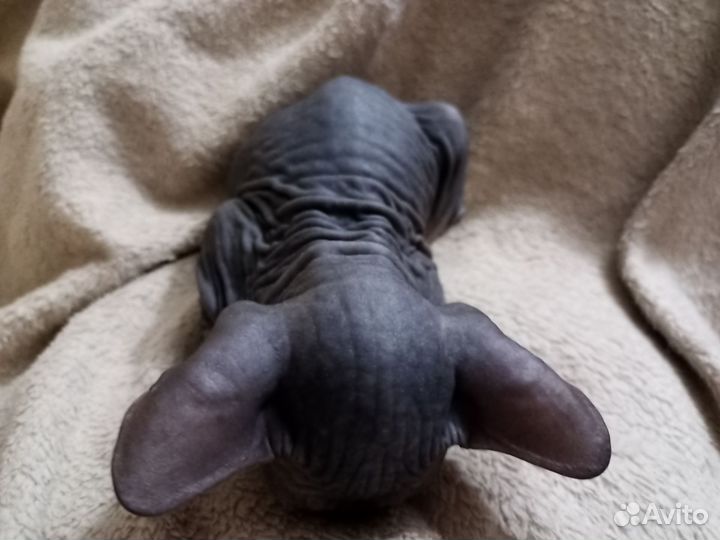 Донской сфинкс, девочка