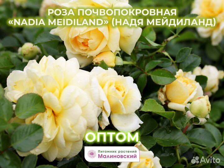 Розы Почвопокровные Оптом Питомник