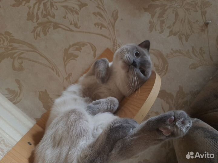 Шотландский кот вязка