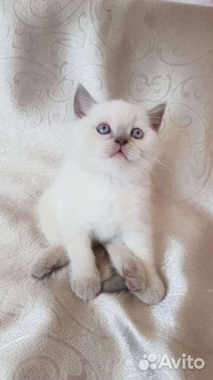 Игривые шотландские мальчики и девочки