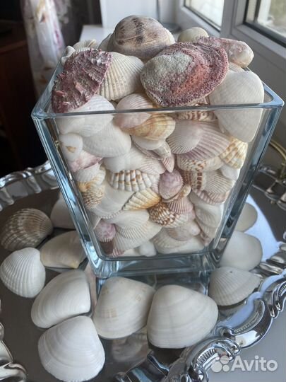 Морские ракушки из Персидского залива