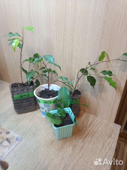 Фикус бенджамина