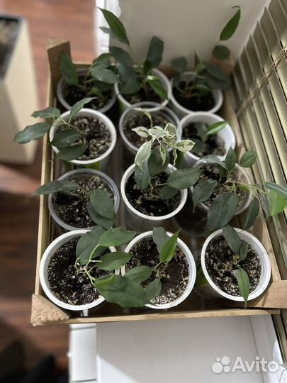 Фикус Бенджамина