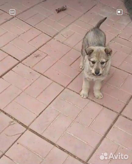 Щенок мальчик 2 мес