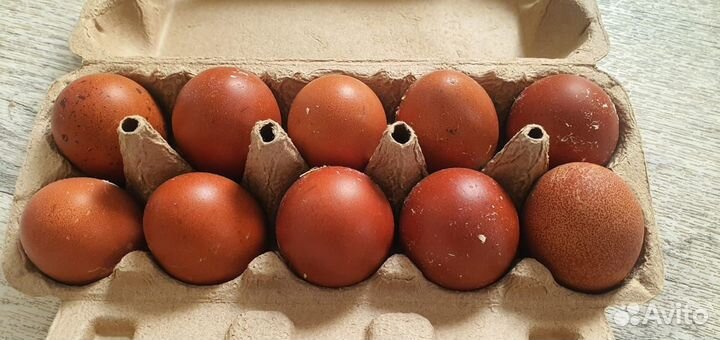 Яйцо доминант g109