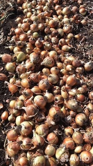 Лук репчатый, от производителя оптом, сорт 