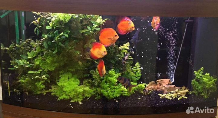 Обслуживание аквариума