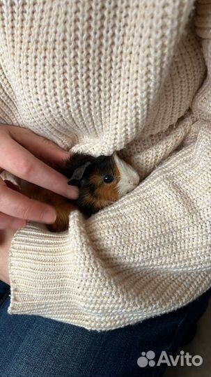 Морская свинка с клеткой