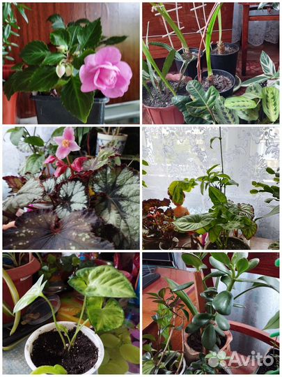 Цветы комнатные разные