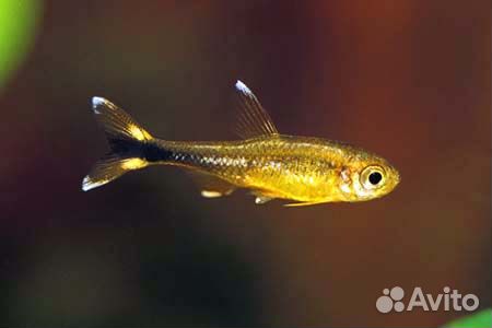 Тетра медная, или Хасмания нана (Hasemania nana)