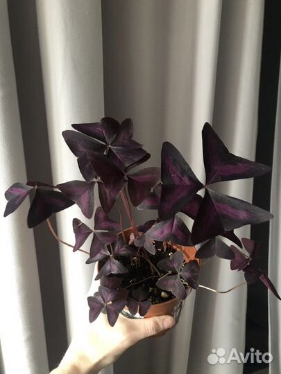 Кислица оксалис комнатное растение