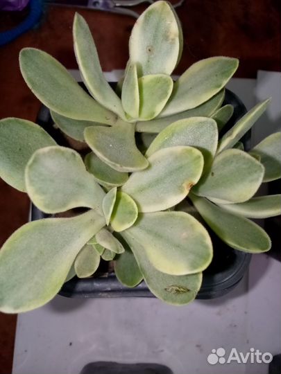 Суккуленты