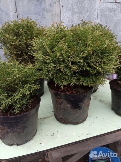 Саженцы хвойных растений