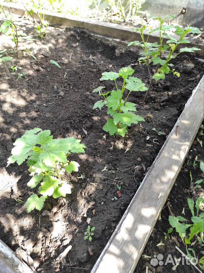 Саженцы смородины черной и красной