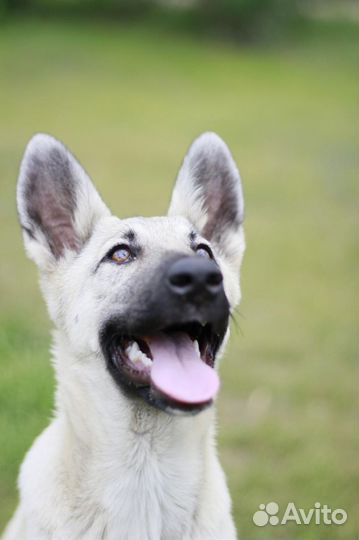 Щенок в добрые руки бесплатно маленька