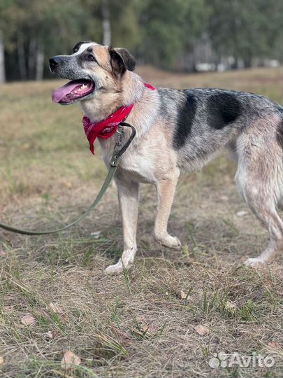 Собака Ласковый Микс