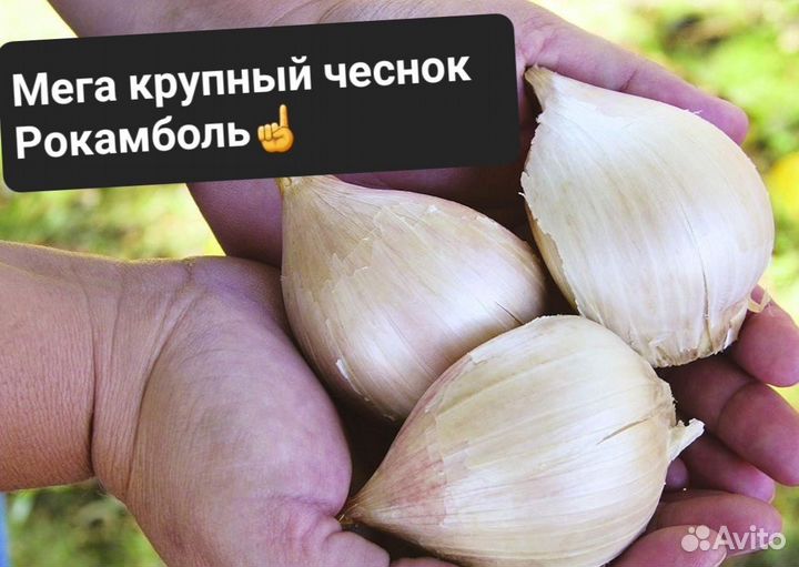 Овощи гиганты Весенняя посадка