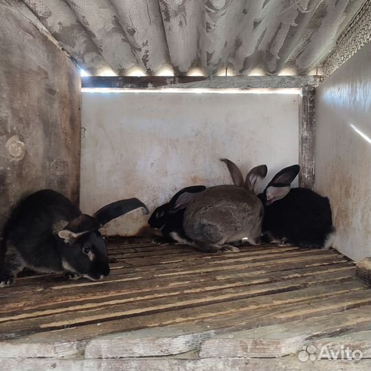 Кролики породы резин