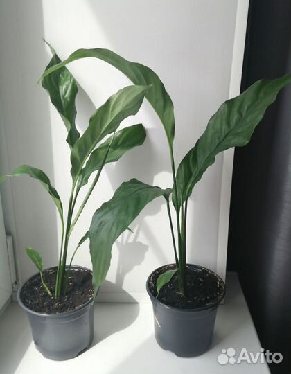 Спатифиллум