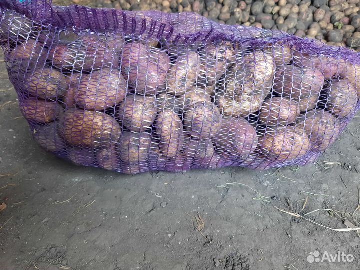 Продам картофель