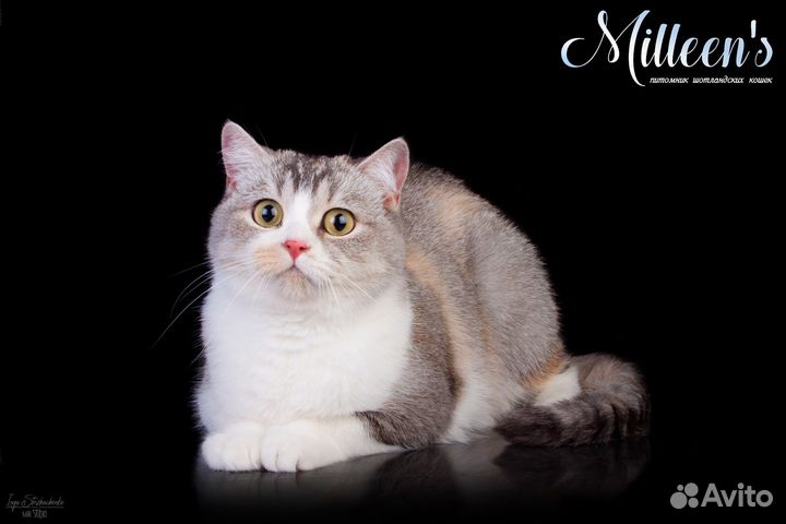 Шотландская кошечка