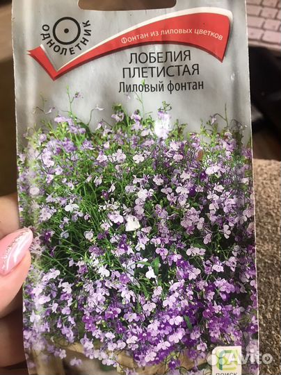 Рассада лобелии