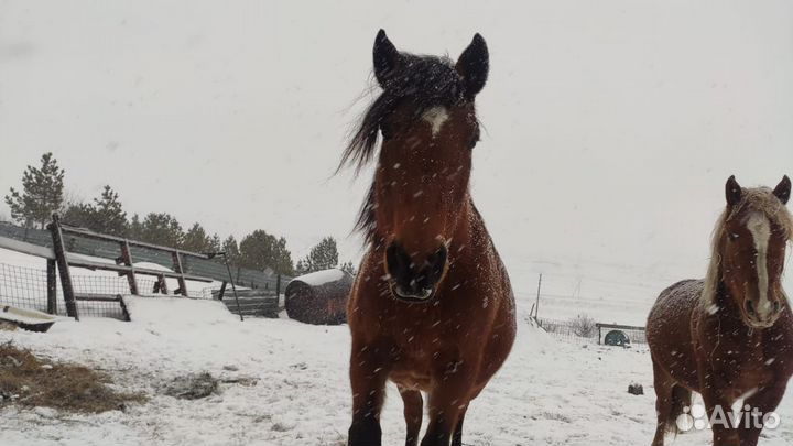 Продам Коней
