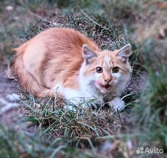 Котики котята