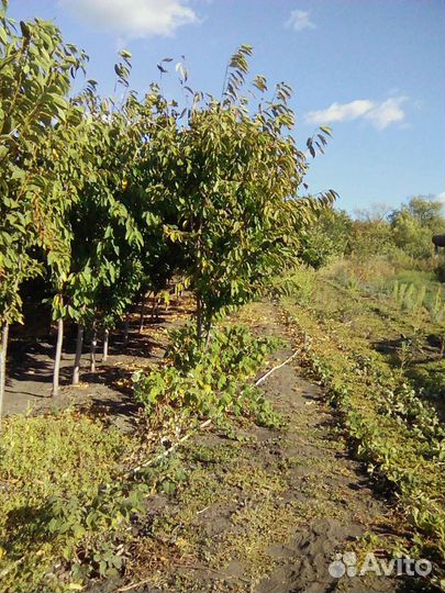 Деревья крупнамеров яблоня черешня слива вишня гру