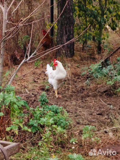 Петухи молодые