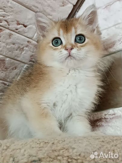 Британская золотая шиншилла кот
