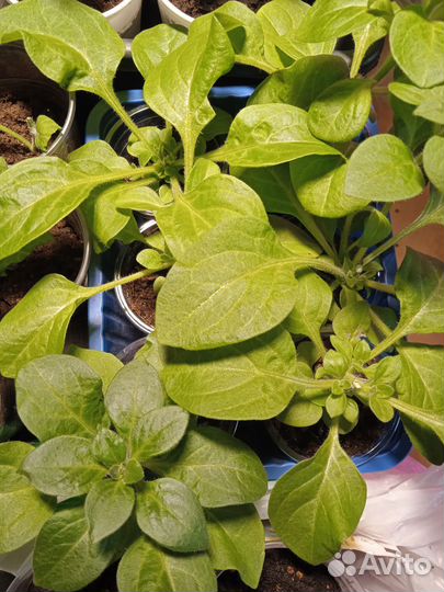 Рассада перца, томатов, Петуния, земляники