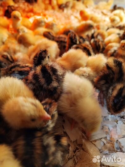 Перепелята суточные