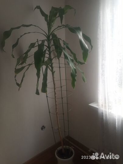 Большой комнатный цветок