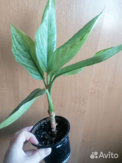 Цветы Аглаонема