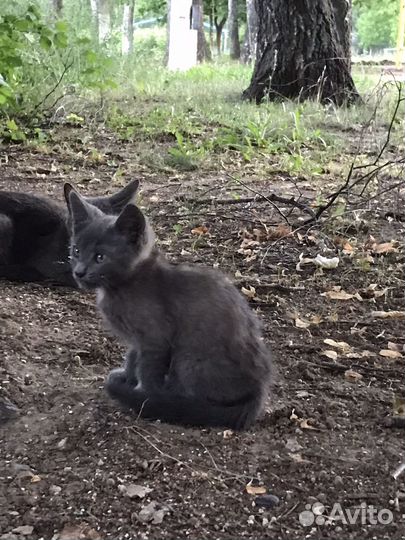 Котёнок