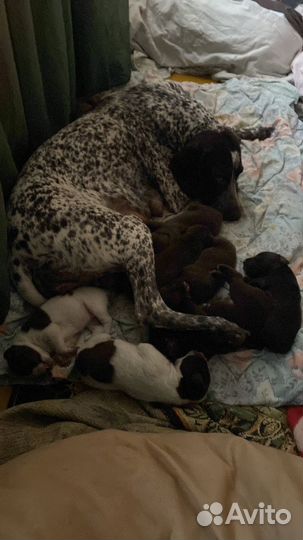 Щенки курцхаара