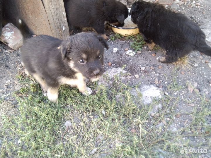 Щеночки дворянской породы