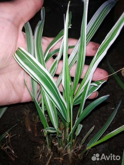 Злаки холкус,райграс,кортадерия,плющ,многолетники