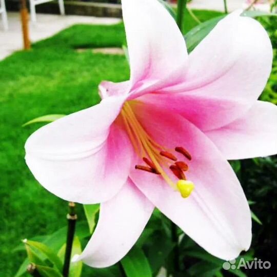 Лилия луковицы сорт беллсонг