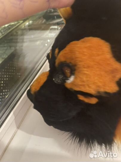 Фурсьют кота