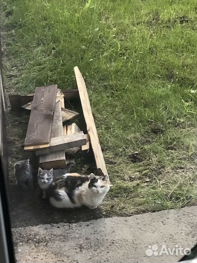 Котята в добрые руки