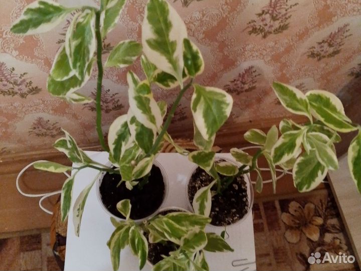 Комнатный цветок