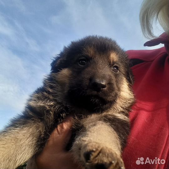 Щенки немецкой овчарки