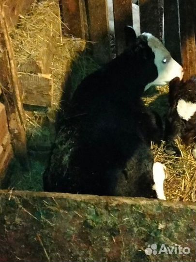 Бык и Корова с телёнком