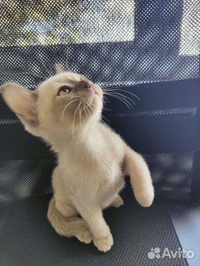 Котята европейской бурмы